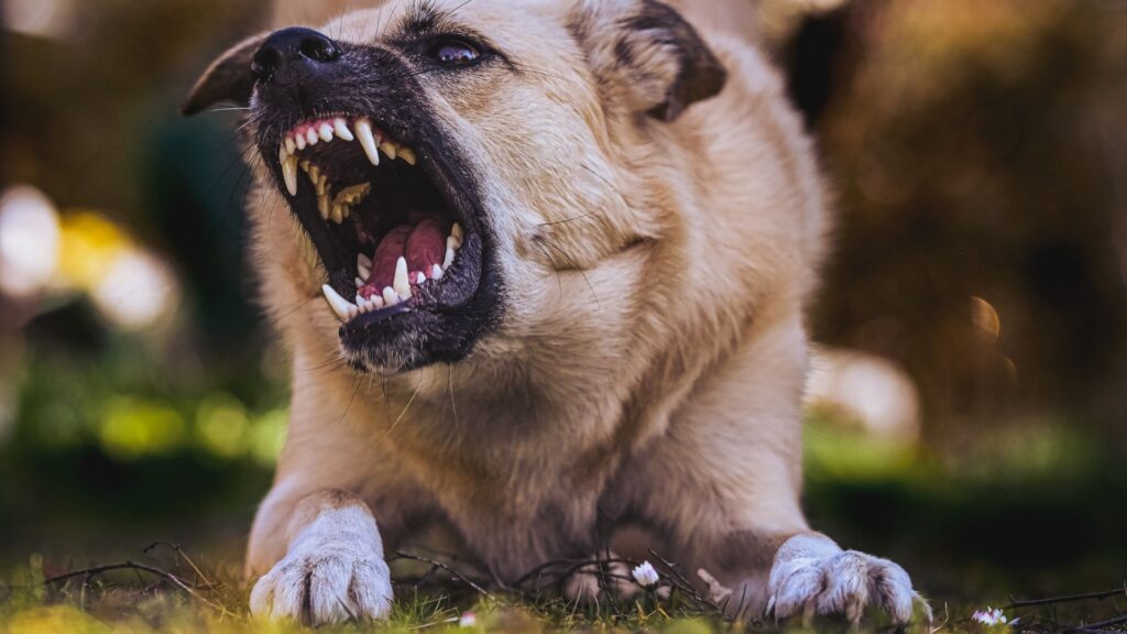 Dog Bite Accident Attorneys in California at Robert Hindin & Associates
