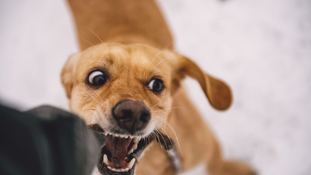 How California Dog Bite Liability Works After an Attack